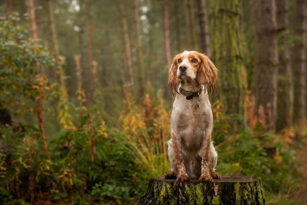 Dog-Friendly Lodges near Wymondham
